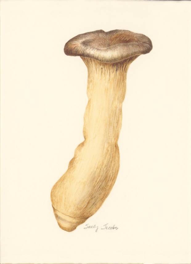 oyster-mushroom-rgb